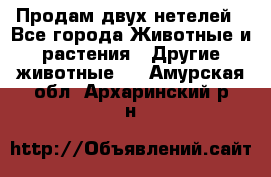 Продам двух нетелей - Все города Животные и растения » Другие животные   . Амурская обл.,Архаринский р-н